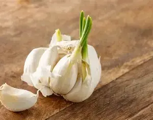 Knoblauch