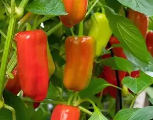 Paprika