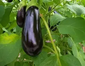 Auberginen