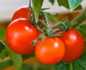 Tomaten